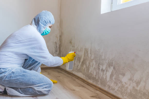 Black mold inspection in Morrisville